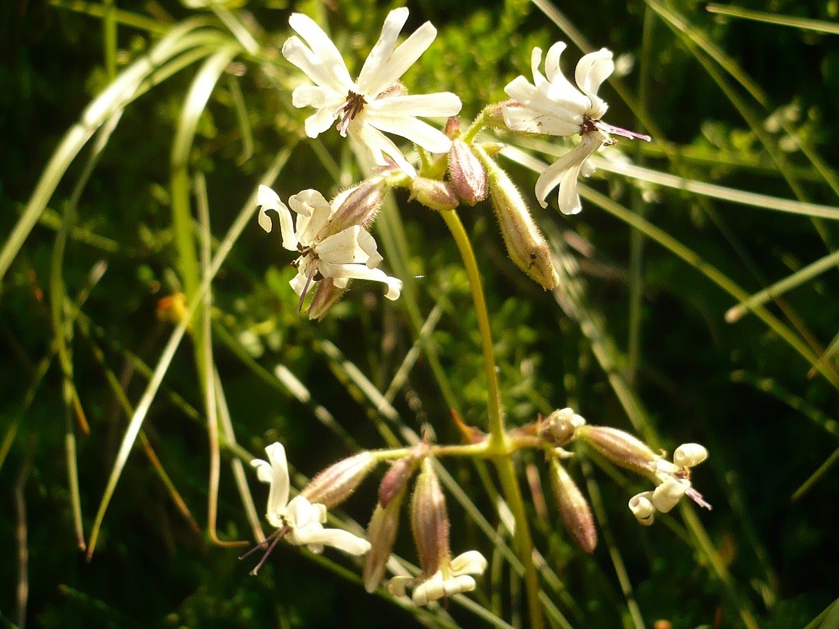 Silene nutans subsp. nutans (Caryophyllaceae)